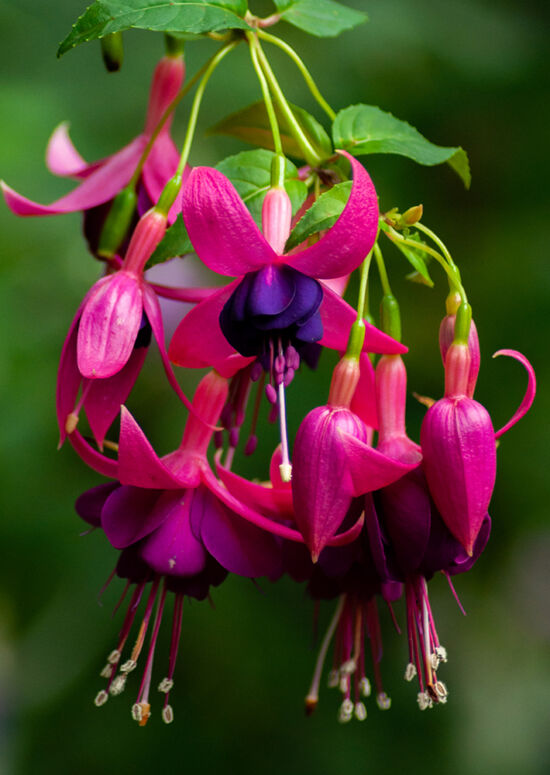 Fuchsia photo by Justin Henderson