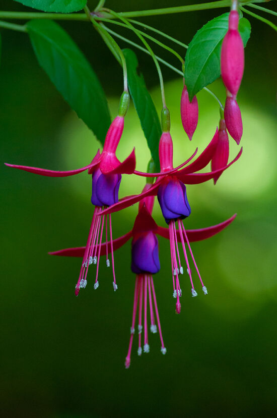 Fuchsia photo by Justin Henderson