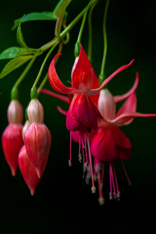Fuchsia photo by Justin Henderson