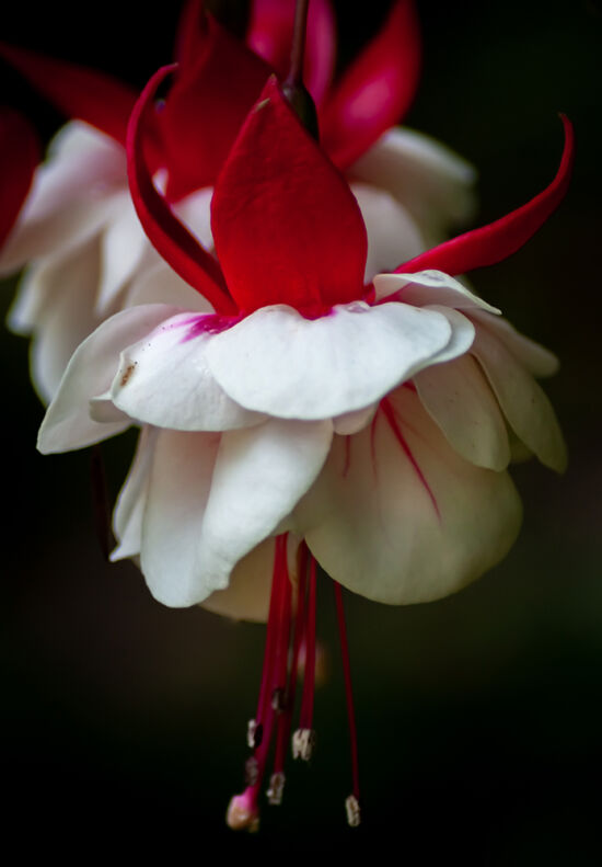 Fuchsia photo by Justin Henderson