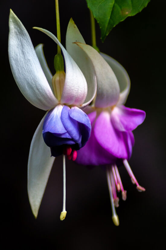 Fuchsia photo by Justin Henderson