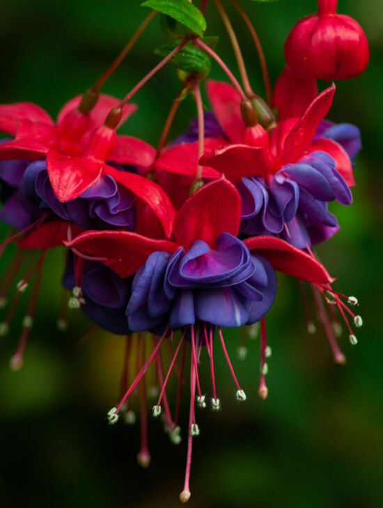 Fuchsia photo by Justin Henderson