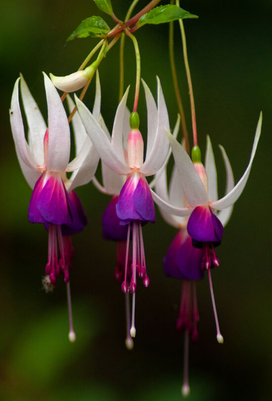 Fuchsia photo by Justin Henderson