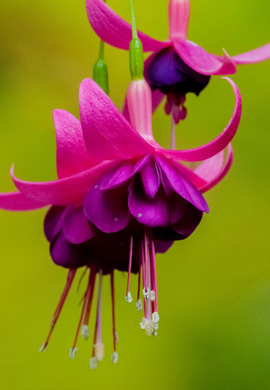 Fuchsia photo by Justin Henderson