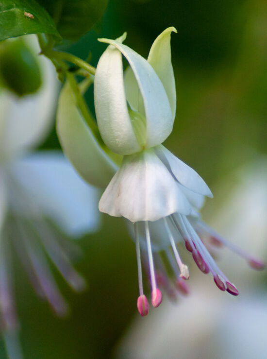 Fuchsia photo by Justin Henderson