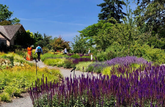 The meadow, 2019 Photo by Nancy Kartes, BBG POV
