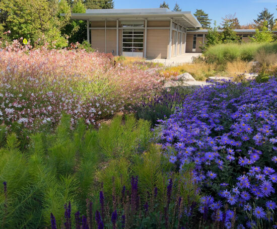The meadow in bloom Photo by Nancy Kartes, BBG POV