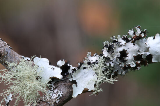 Photo by Richie Steffen, POV, EMBG