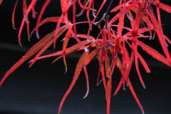 Photo by Richie Steffen, POV, EMBG