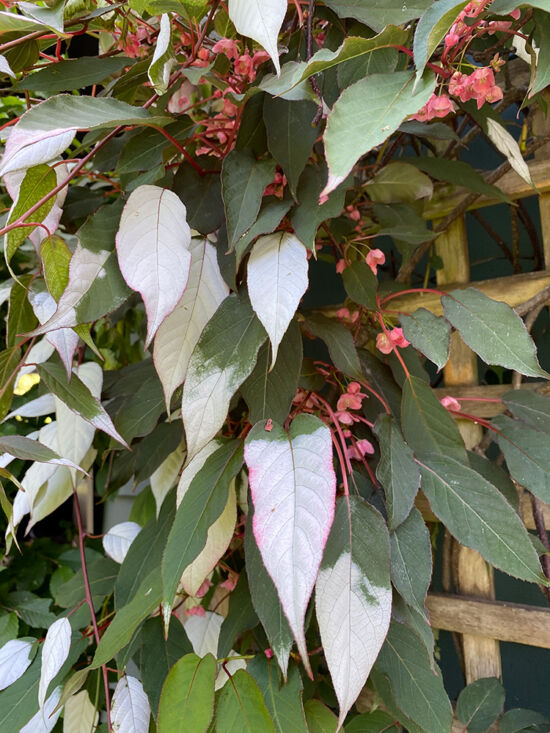 <em>Actinidia tetramera</em> var. <em>maloides</em>