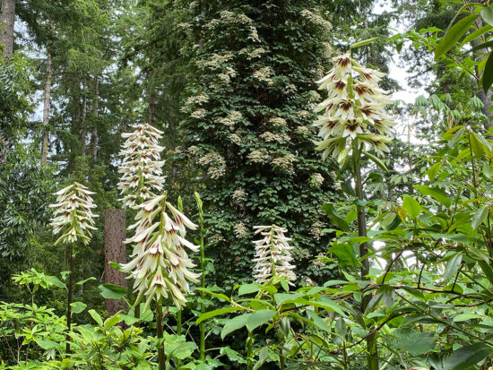 <em>Cardiocrinum giganteum</em> var. <em>yunnanense</em>