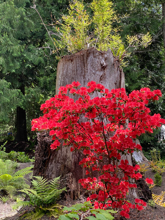 <em>Rhododendron simsii</em>