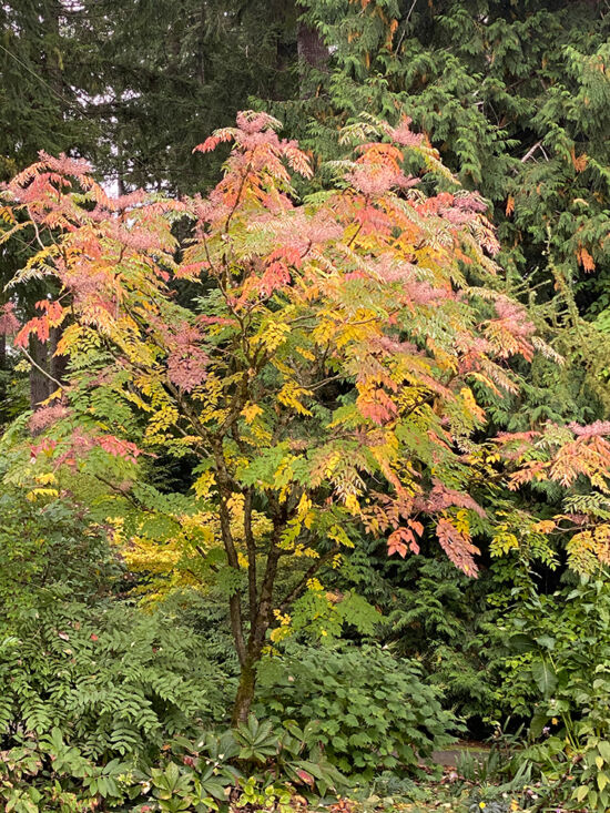 <em>Aralia elata</em>