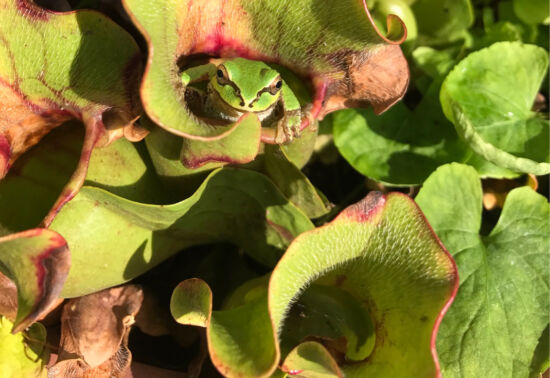 Frog in Sarracenia