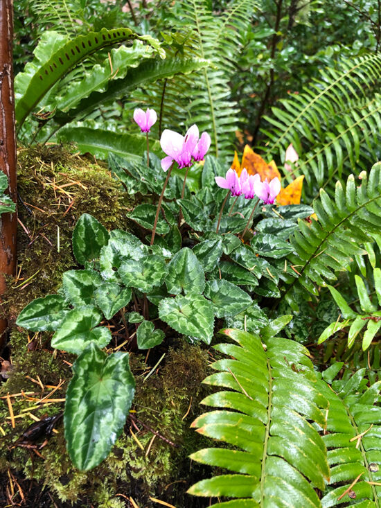Cyclamen Cyclamen