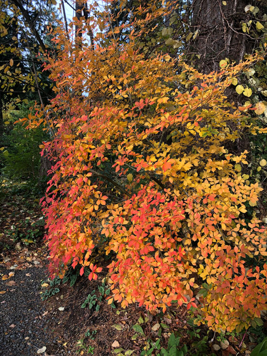 Enkianthus Enkianthus