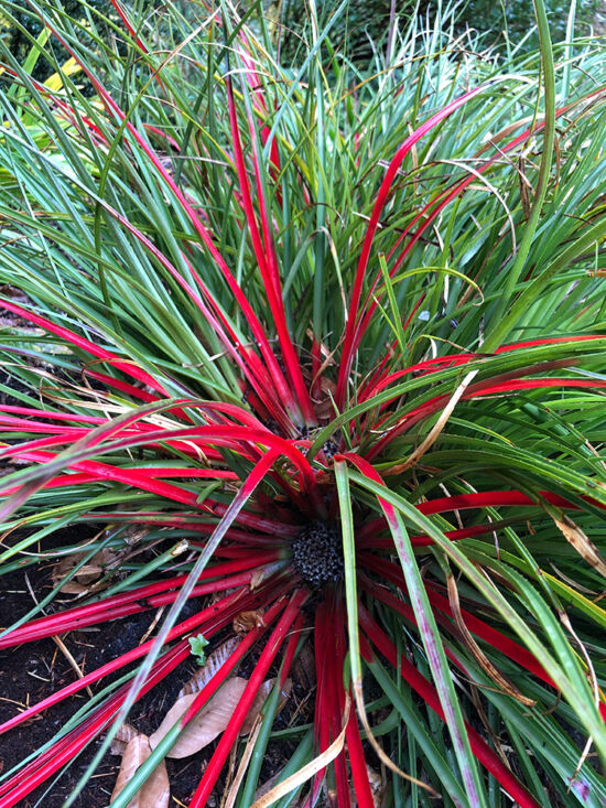 Fascicularia bicolor Fascicularia bicolor