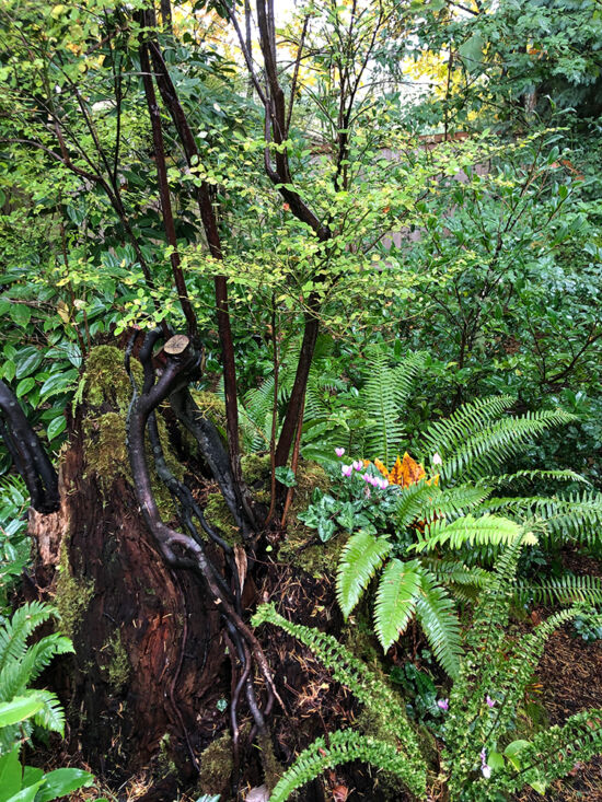 Stump scene