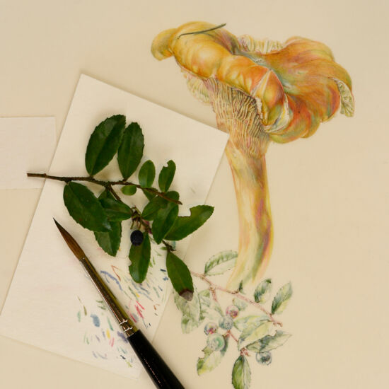 Jean Emmons, Cantharellus formosus with Vaccinium ovatum (work in progress)