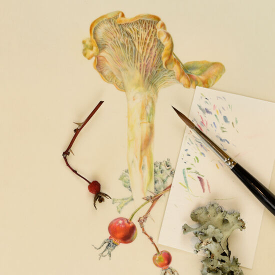 Jean Emmons, Cantharellus formosus with Rosa nutkana and lichen (work in process)
