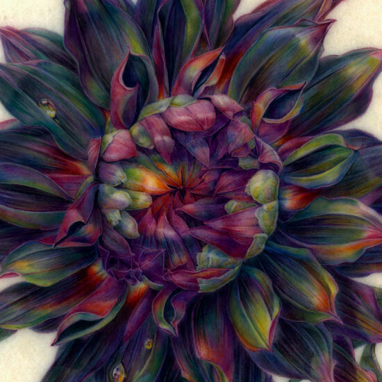 Jean Emmons, Dahlia ‘Rip City’ (detail)