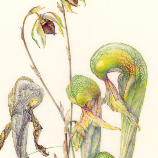 Jean Emmons, Darlingtonia californica (detail)