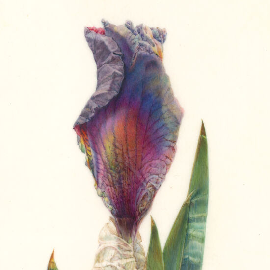 Jean Emmons, Iris Bud (detail)