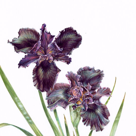Jean Emmons, Iris ‘Night Gown’ (detail)