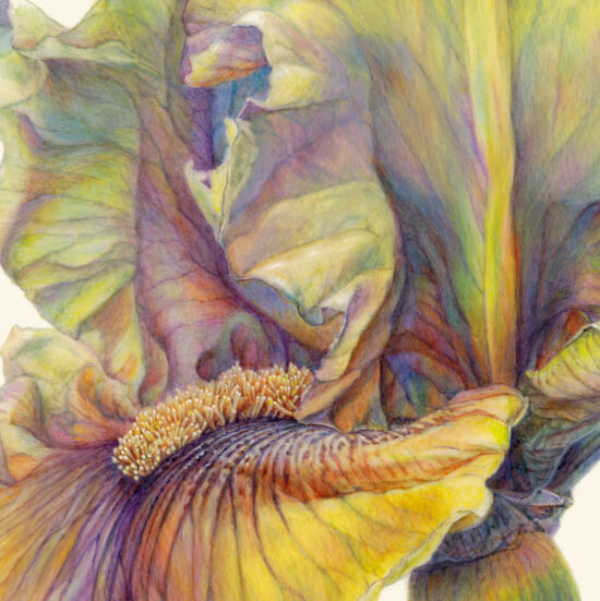 Jean Emmons, Iris ‘Shadowed Moon’ (detail)
