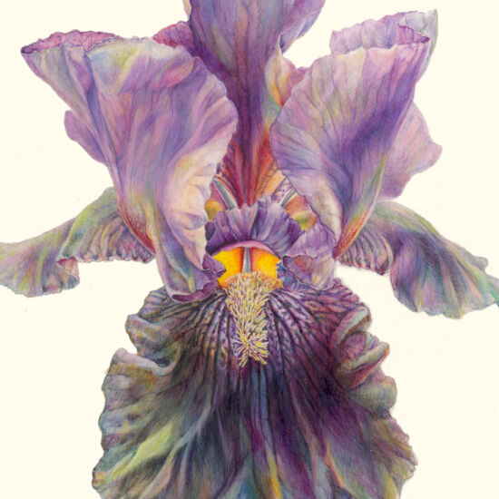 Jean Emmons, Iris germanica (detail)