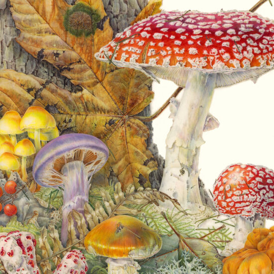 Jean Emmons, Pacific Northwest Mushrooms (detail)