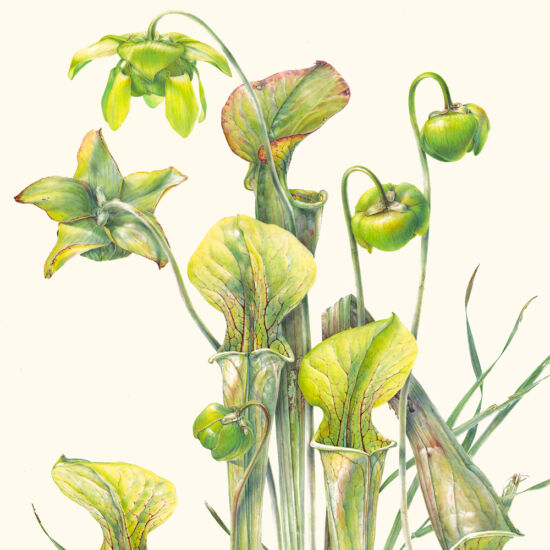 Jean Emmons, Sarracenia leucophylla (detail)