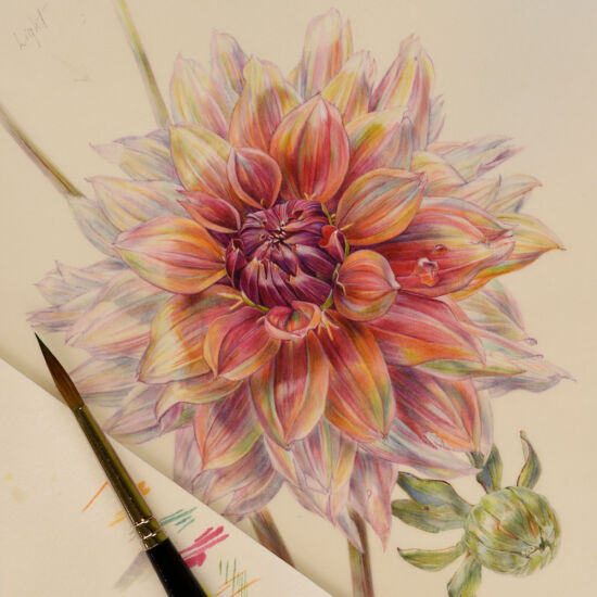 Jean Emmons, Dahlia ‘Sonic Bloom’ (work in progress)
