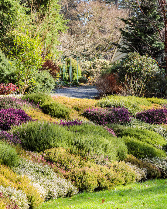 Heathers Dunn Gardens, heather bed