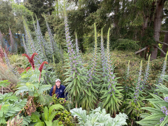 Echiums in bloom, photo by Bryon Jones