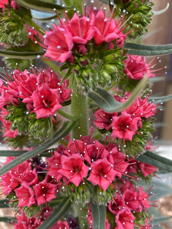 Echiums in bloom, photo by Bryon Jones