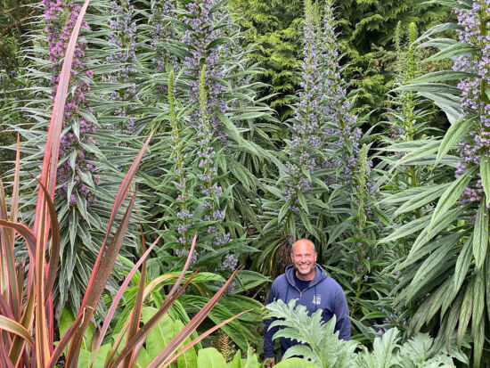 Echiums in bloom, photo by Bryon Jones