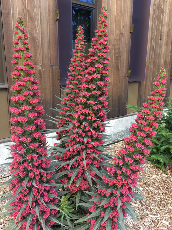 Echiums in bloom, photo by Bryon Jones