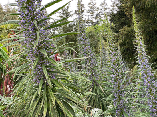Echiums in bloom, photo by Bryon Jones