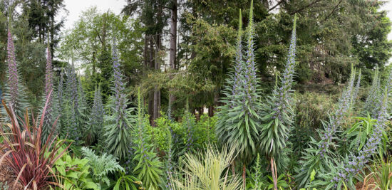 Echiums in bloom, photo by Bryon Jones