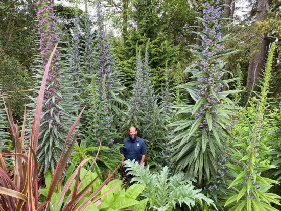 Echiums in bloom, photo by Bryon Jones