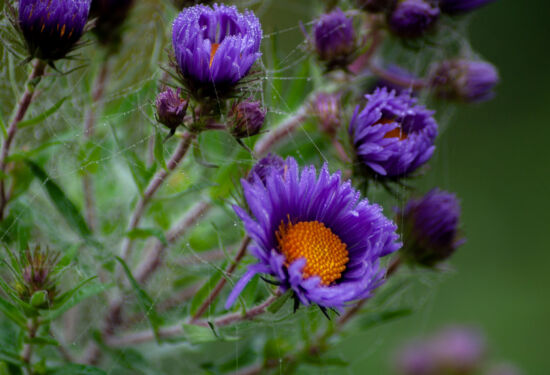 Justin Henderson, Powellswood