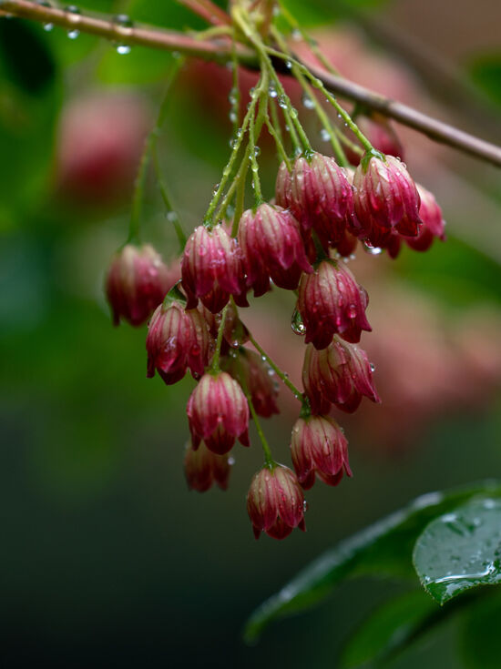 Justin Henderson, Powellswood, enkianthus