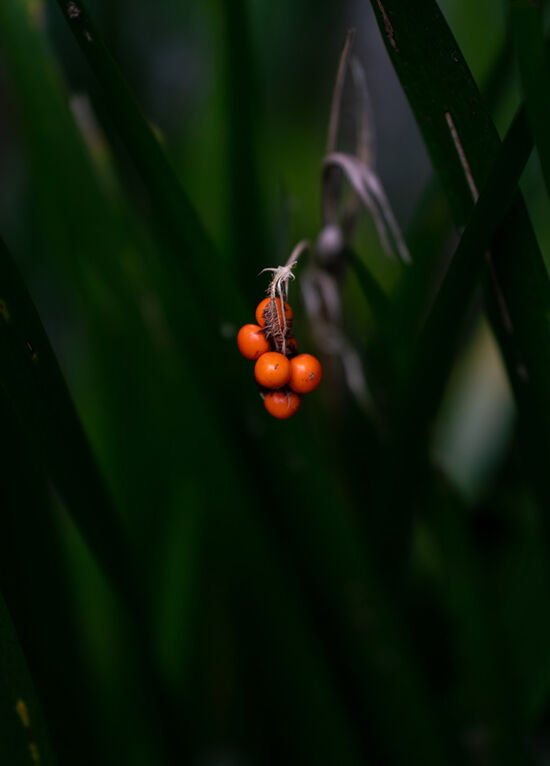 Justin Henderson, Powellswood