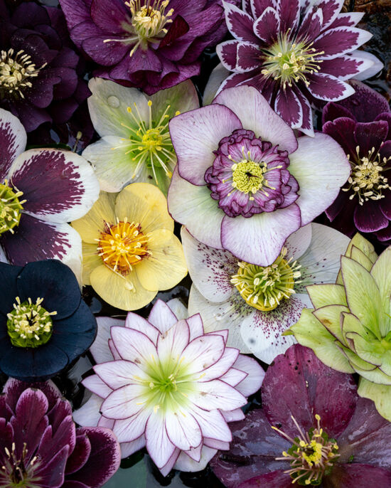 Justin Henderson, Powellswood, hellebores