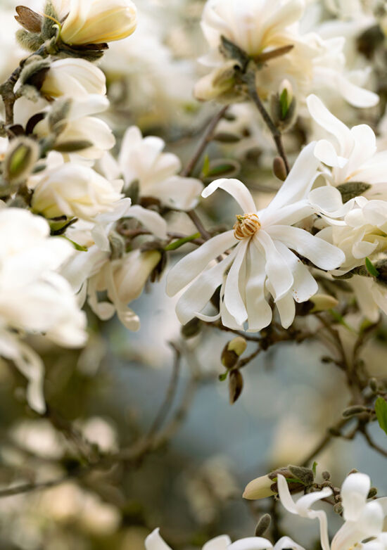 Justin Henderson, Powellswood, magnolia