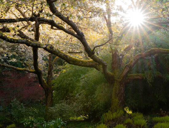 Justin Henderson, Powellswood