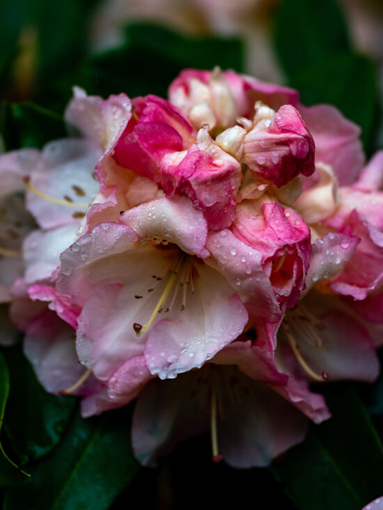 Justin Henderson, Powellswood, rhododendron