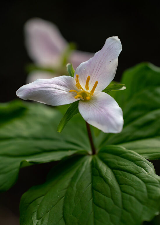 Justin Henderson, Powellswood, trillium
