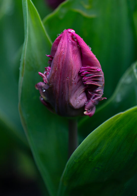 Justin Henderson, Powellswood, tulip